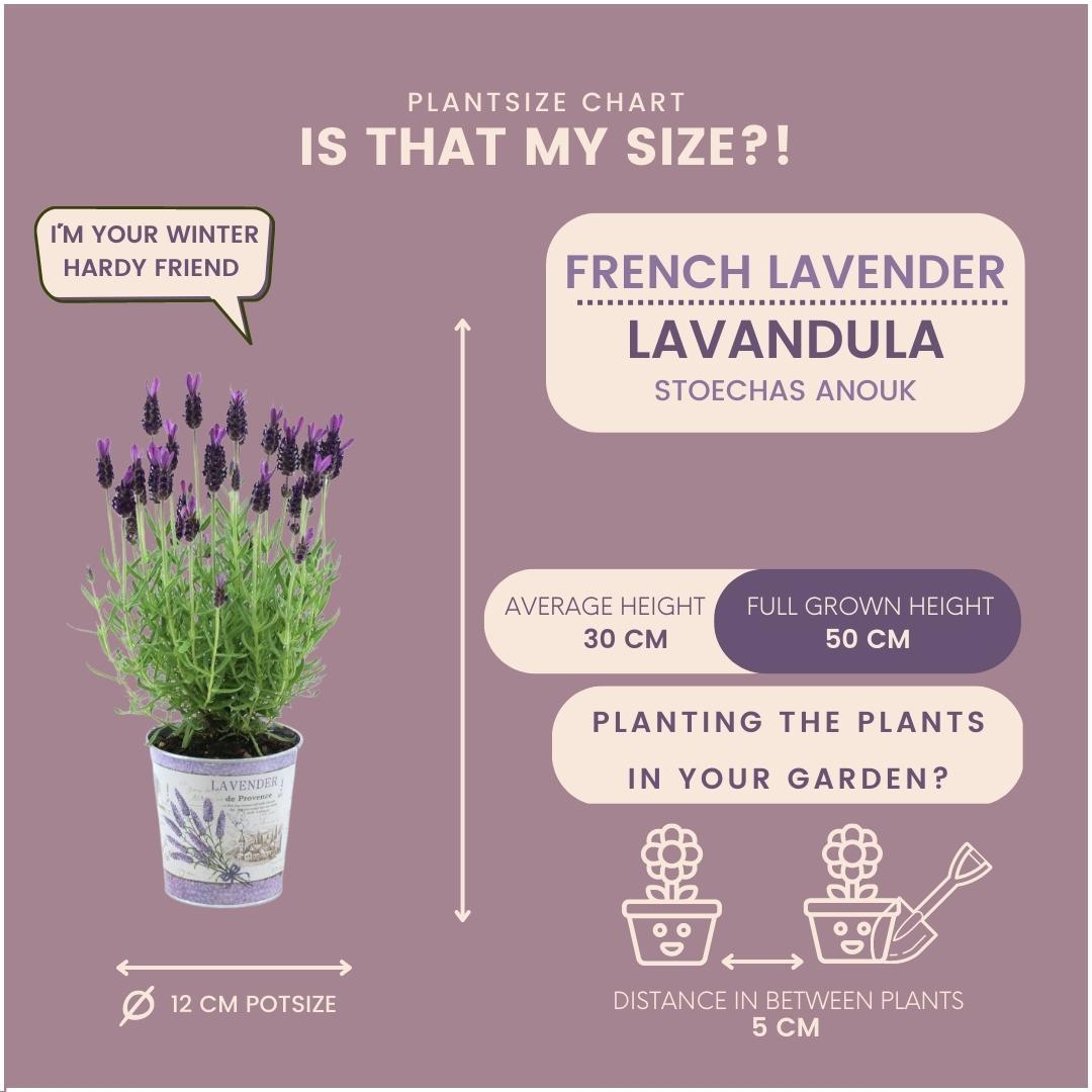 Set of 3 <tc>POTS</tc> Anouk® lavender - d13cm - outdoor plant