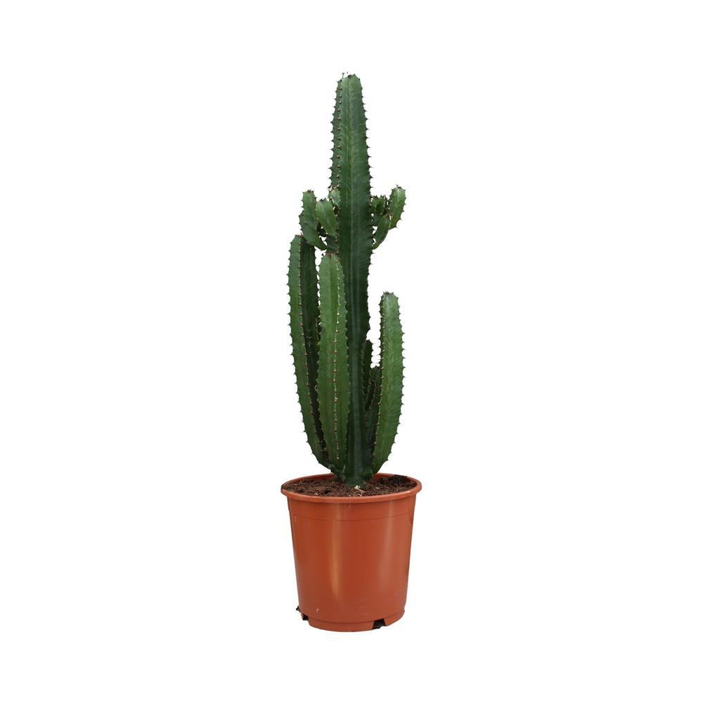 Euphorbe Acrurensis h95cm - cactus d'intérieur