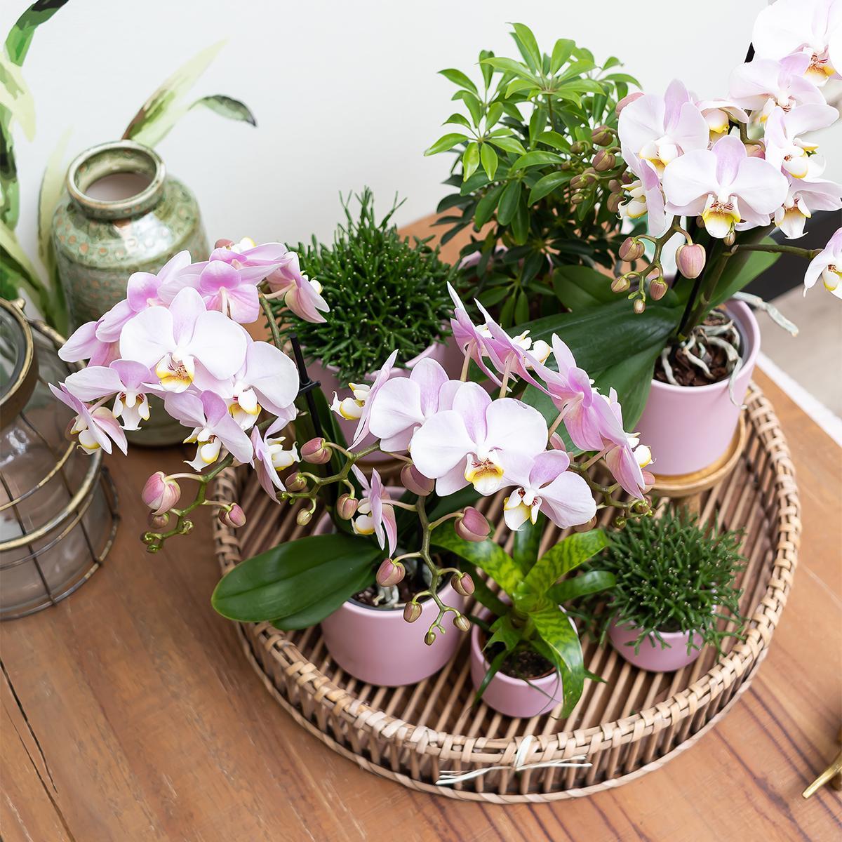 Vaso per piante rosa - Ø6 cm