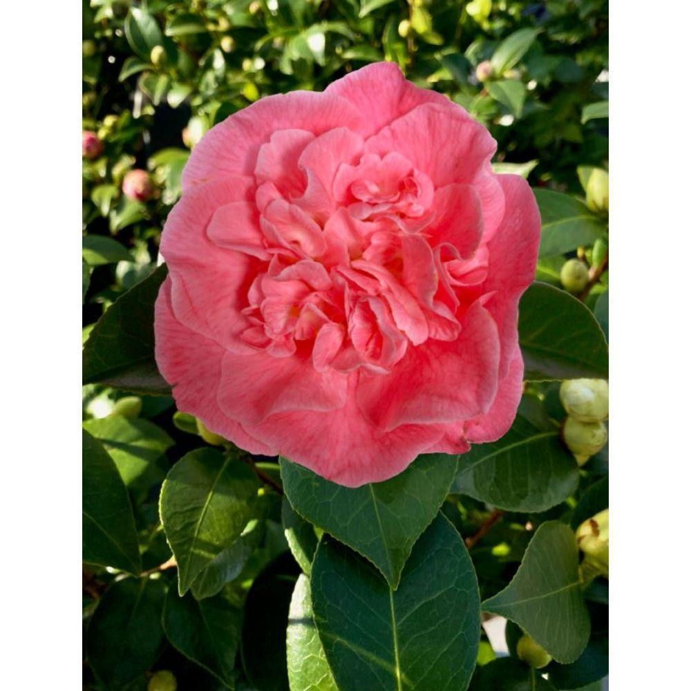 Camellia 'Mary Williams' - ↨70cm - Ø24cm - plante d'extérieur fleurie
