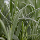 Lavendel angustifolia – 6 x d7 cm – h15 cm