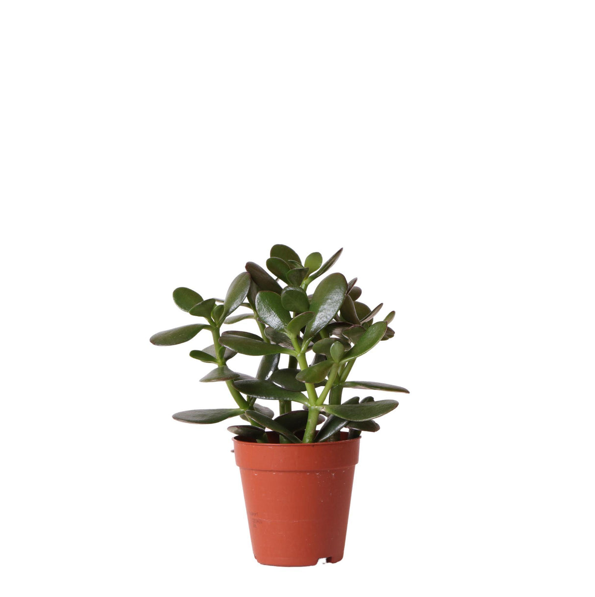 Crassula Ovata h20cm - pianta grassa da interno