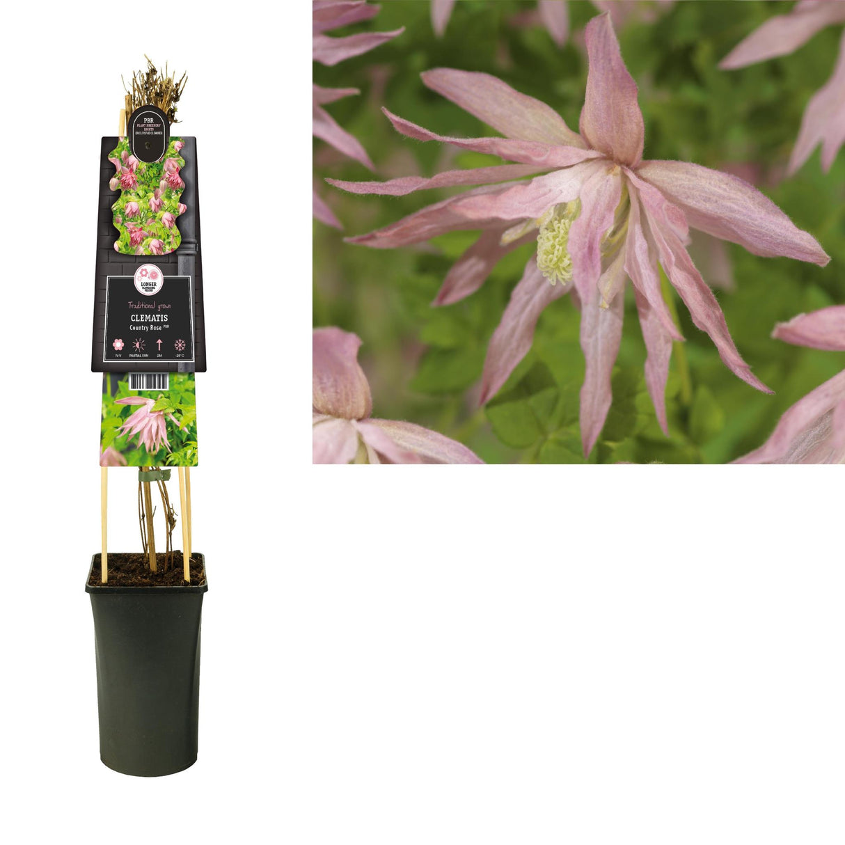 Clematite Country rose d17cm h75cm