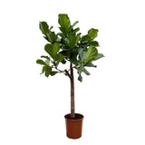 Ficus Lyrata boom - 160 cm - ø30