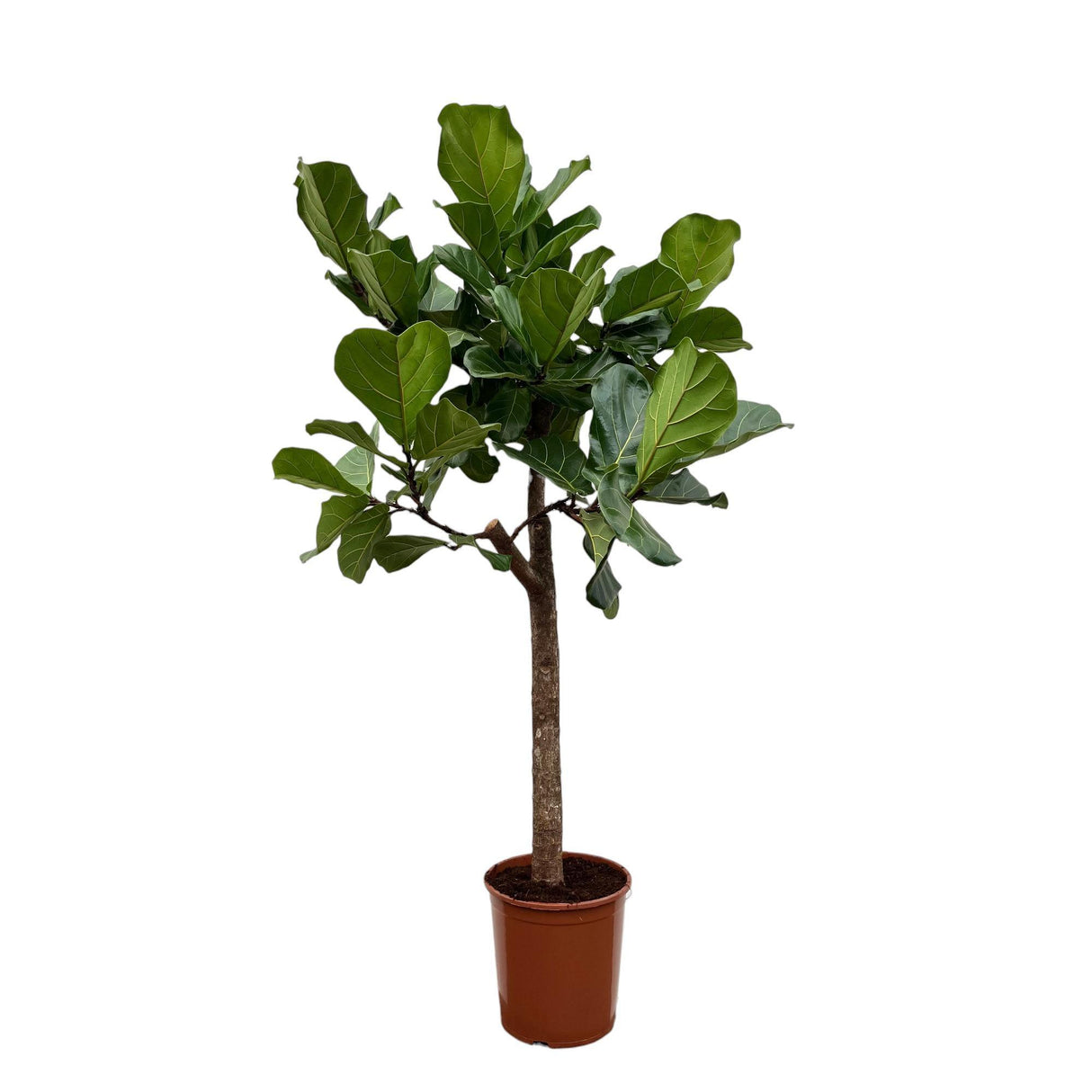 Pluma Ficus Lyrata - 160 cm - ø30