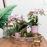 Vaso per piante rosa - Ø9 cm
