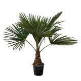 Trachycarpus-Palme