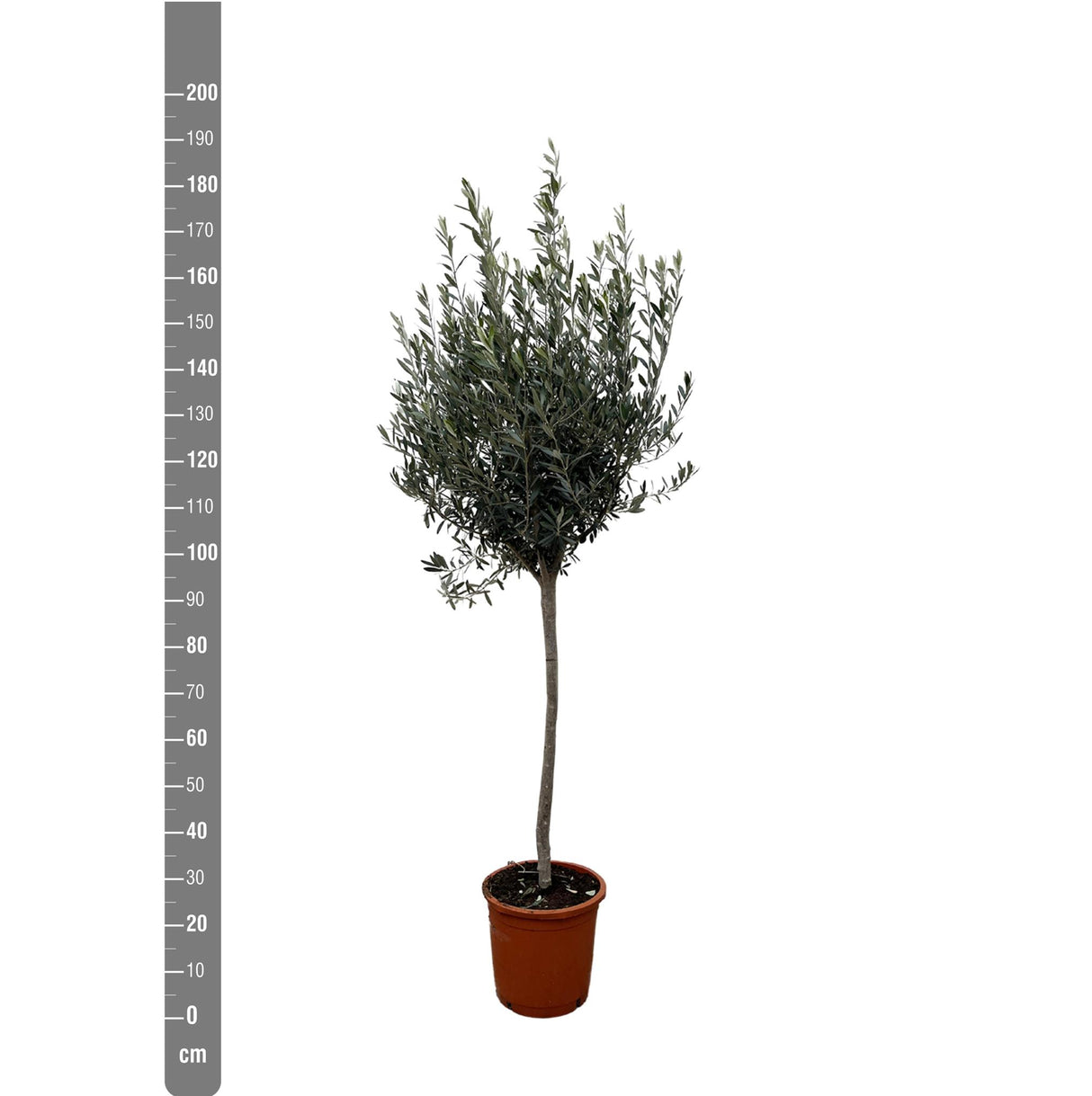 Oliventræ - Olea Europaea stamme