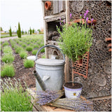 Set mit 2 Anouk®-Lavendelsträuchern – D15 cm – Pflanze für den Außenbereich