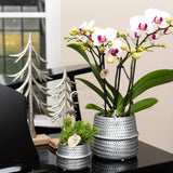 Orchidée blanche et rose - Ø9cm - plante d'intérieur