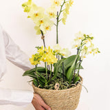 Trio d'Orchidées jaunes et Rhipsalis dans un panier en roseau avec réservoir d'eau
