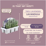 Angustifolia lavender - 6 x d7cm - h15 cm