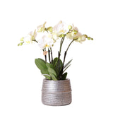 Orchidée blanche et son cache-pot argenté - Ø12cm - plante d'intérieur fleurie