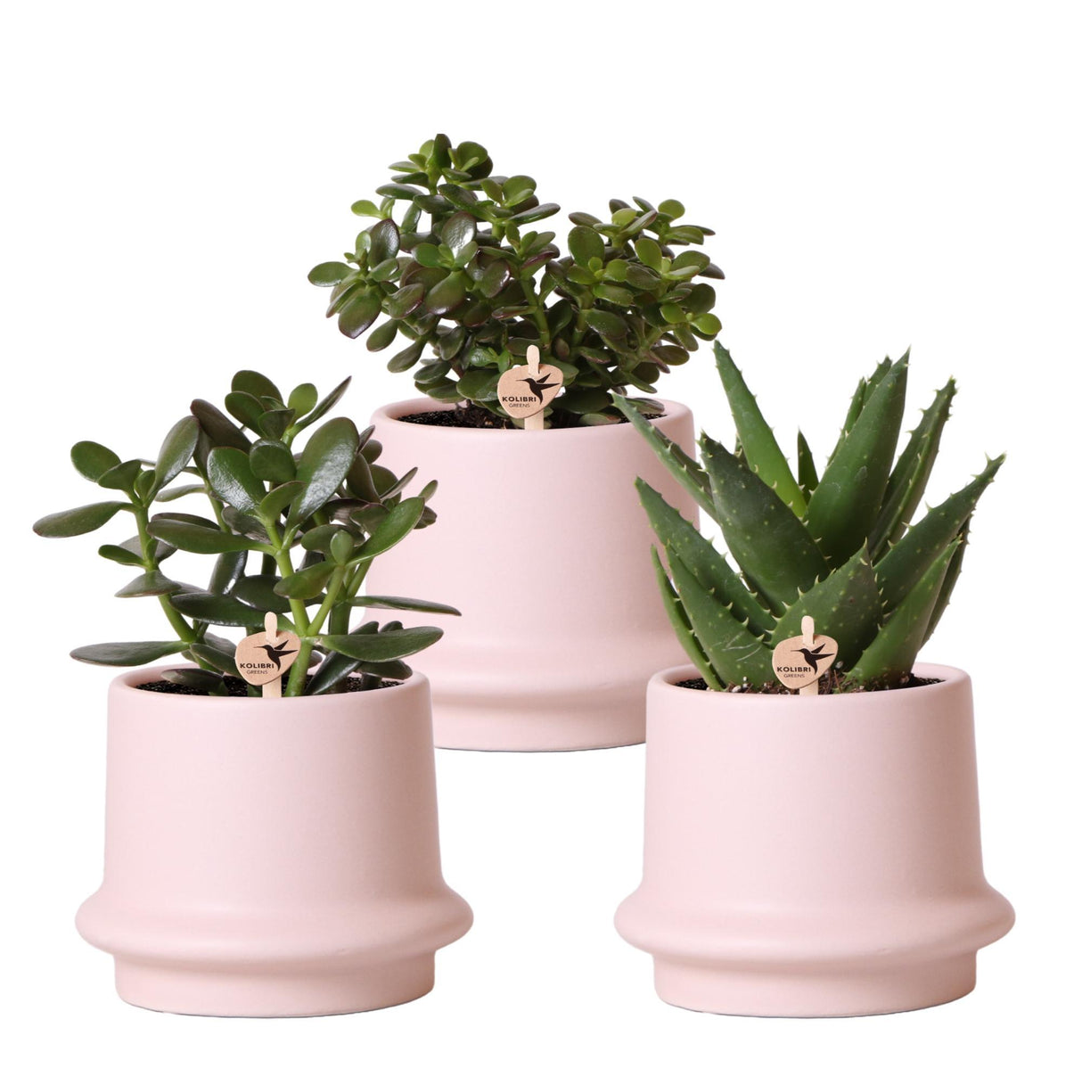 Coffret succulente et ses caches-pots en céramique rose - Lot de 3 plantes, h20cm