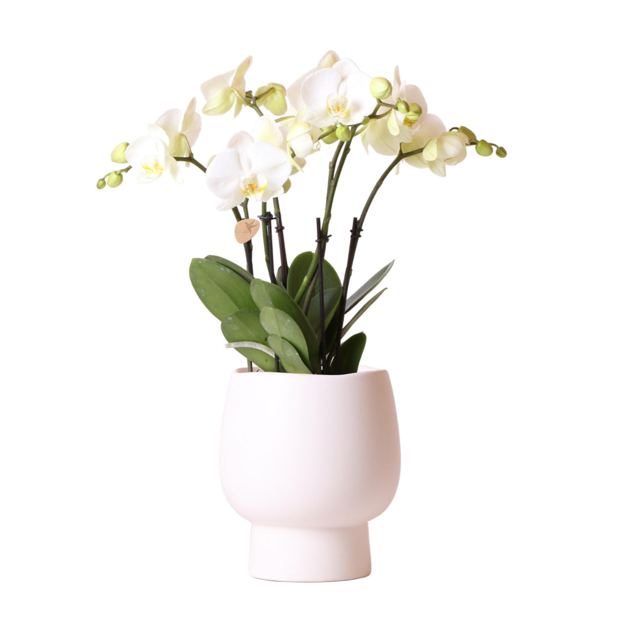 Orchidée blanche et son cache-pot blanc - plante d'intérieur fleurie