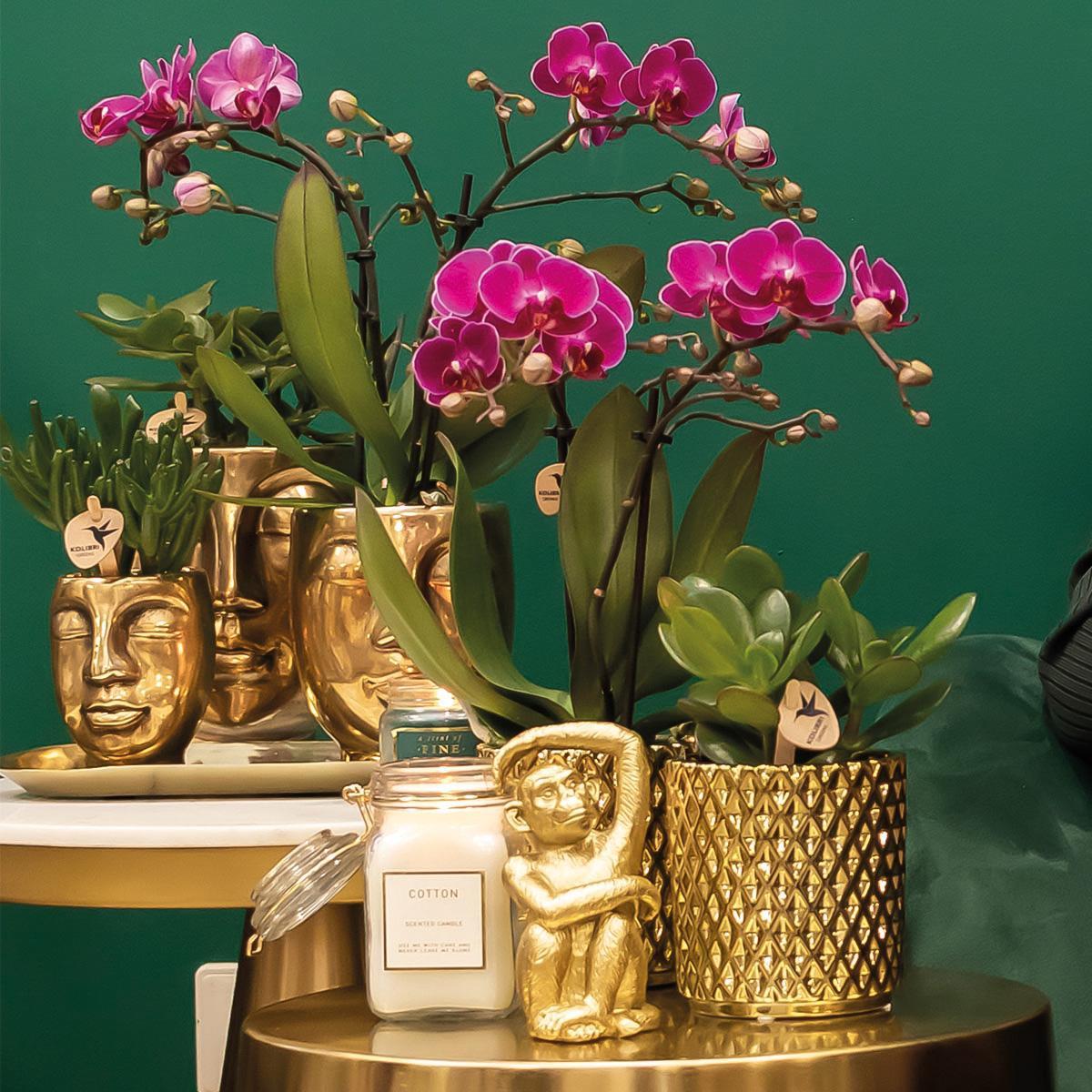 Lilla orkidé og dens guldfarvede urtepotte - blomstrende stueplante
