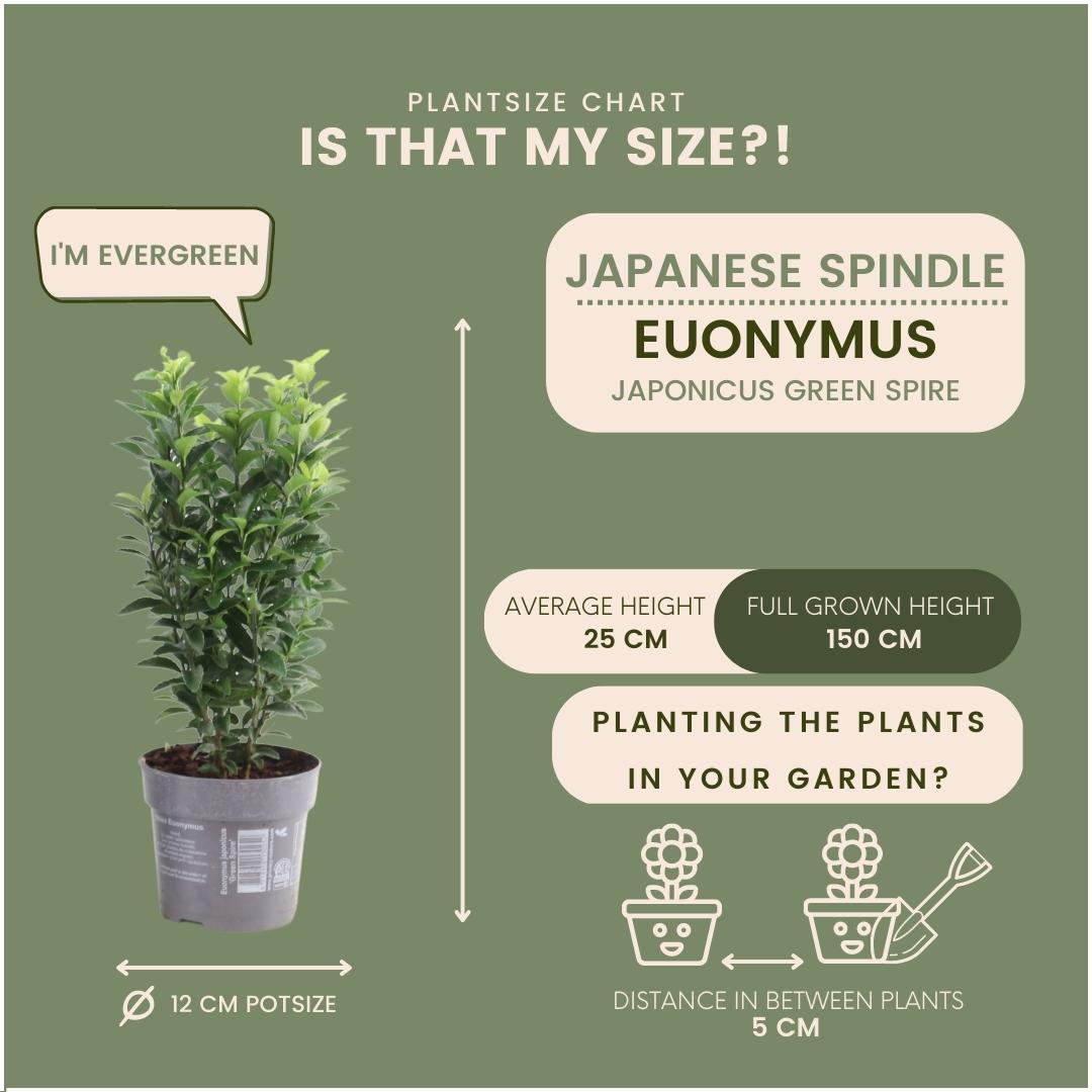Euonymus japonicus 'Green Spire' - Lot de 6