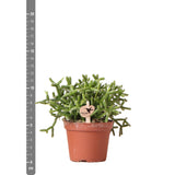 Rhipsalis Burchellii h10cm