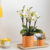 Orchidée Phalaenopsis blanche et son cache-pot pêche - plante d'intérieur fleurie