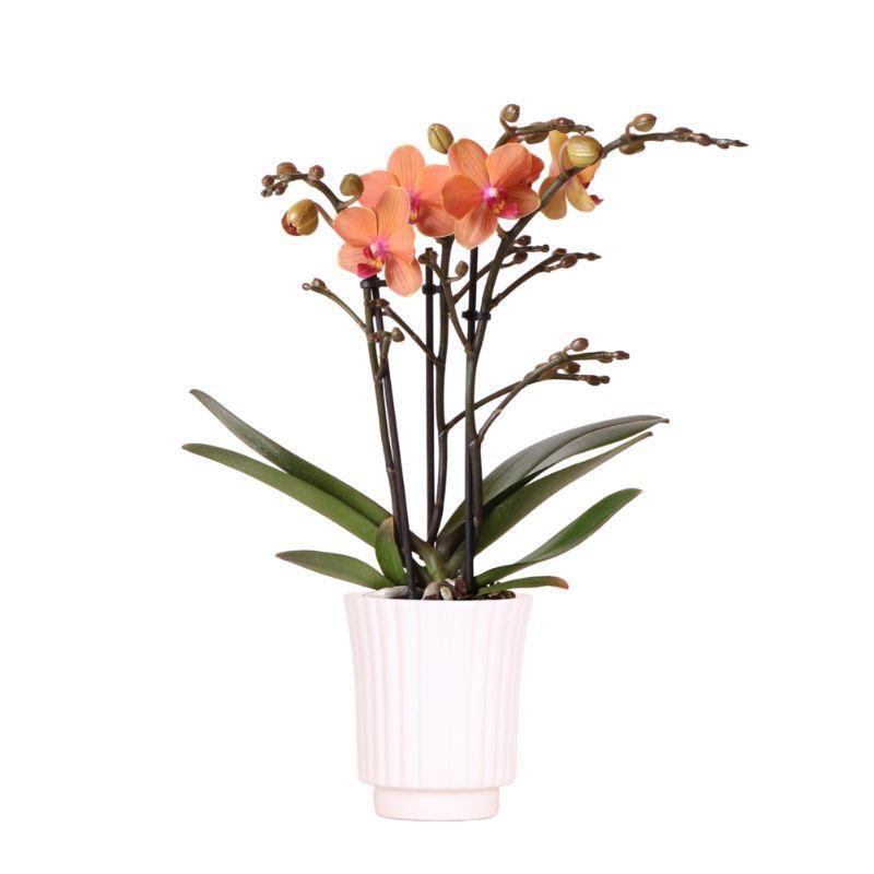 Orchidée orange et son cache-pot blanc - plante d'intérieur fleurie