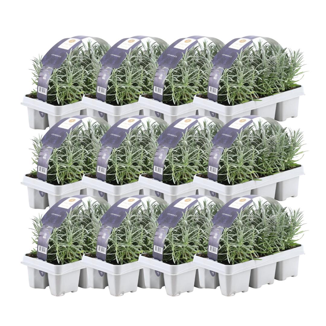 Lavande angustifolia - 12 packs de 6