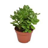 Crassula Ovata Convoluta h21cm - pianta succulenta da interno