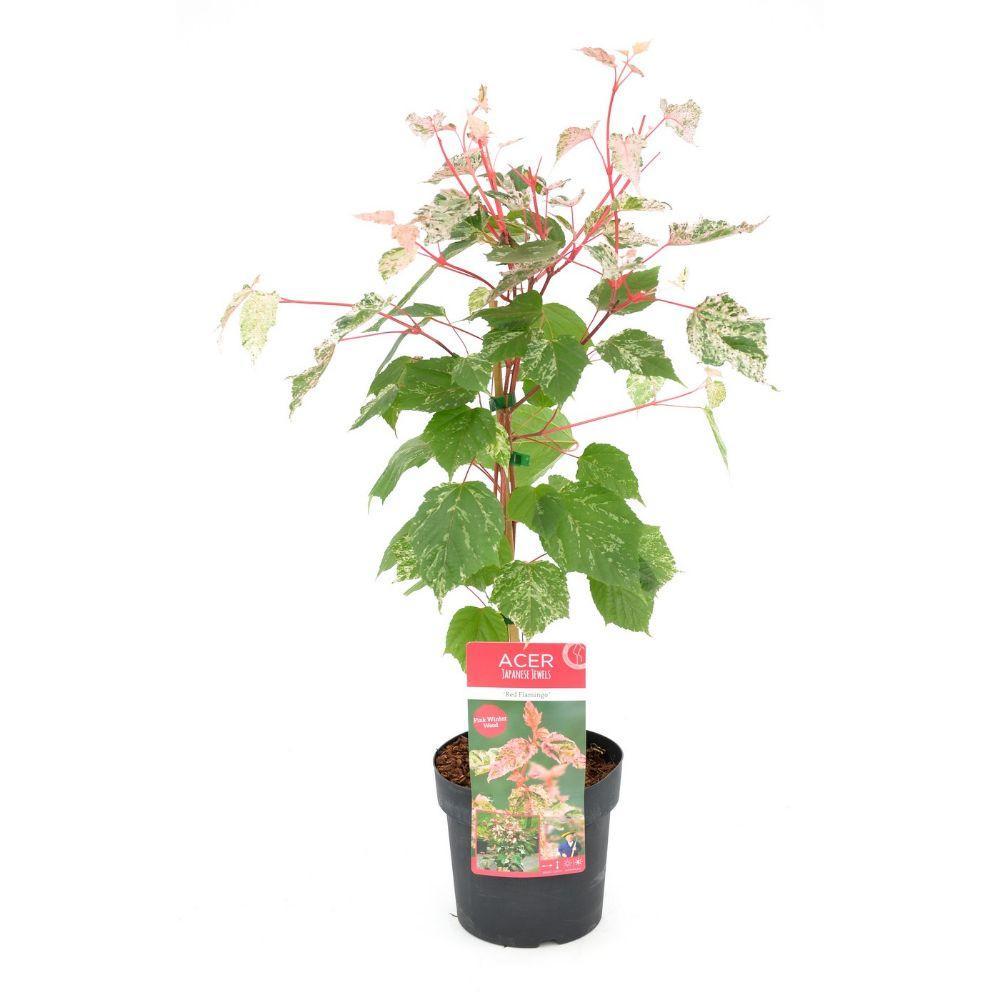 Erable du japon - Acer 'Red Flamingo' - ↨40cm - Ø19cm - plante d'extérieur