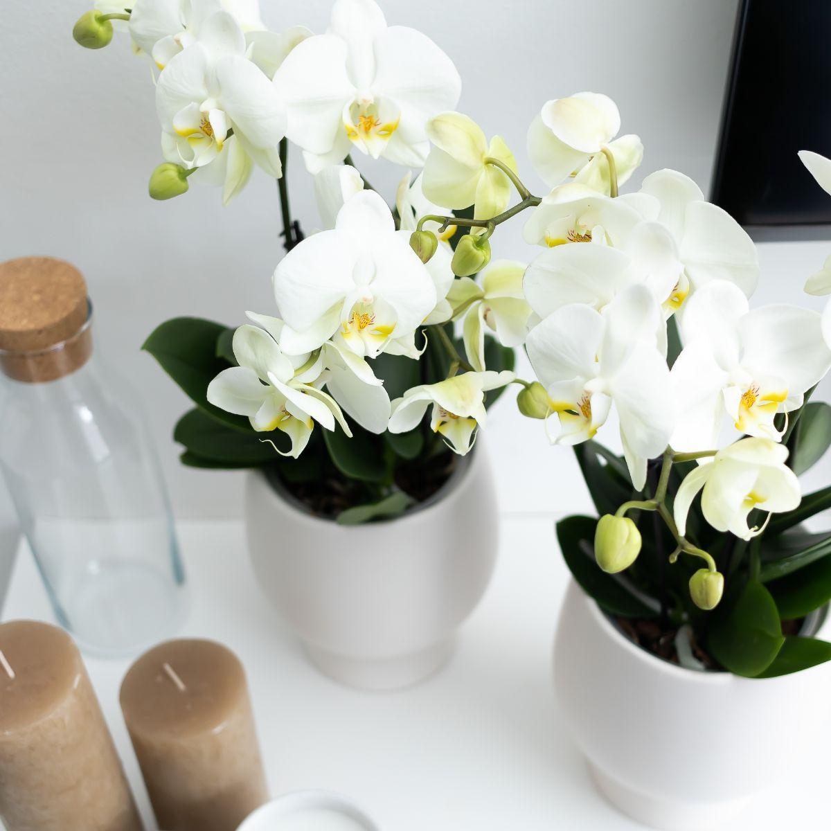 Orchidée blanche et son cache-pot blanc - plante d'intérieur fleurie