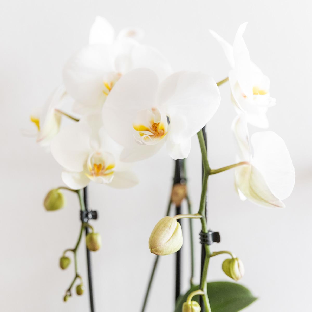 Hvid Phalaenopsis Niagara Fall orkidé og dens gyldne urtepotte - blomstrende stueplante