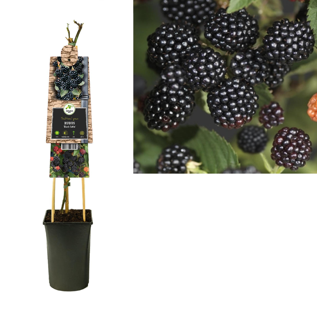 Rubus 'Black Satin' +3.0 Label - Ø17cm - ↕75cm