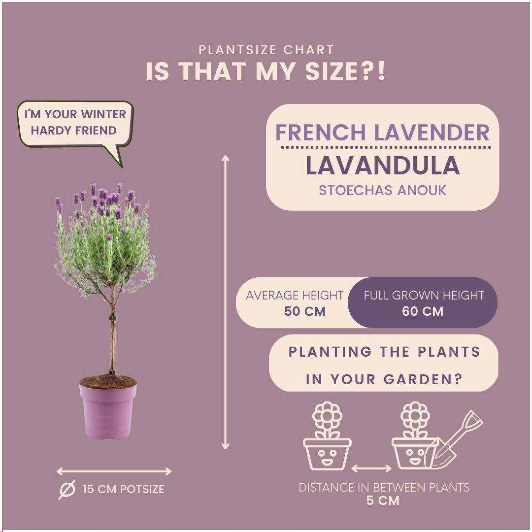 Set of 2 Anouk® lavender shrubs - d15cm - outdoor plant